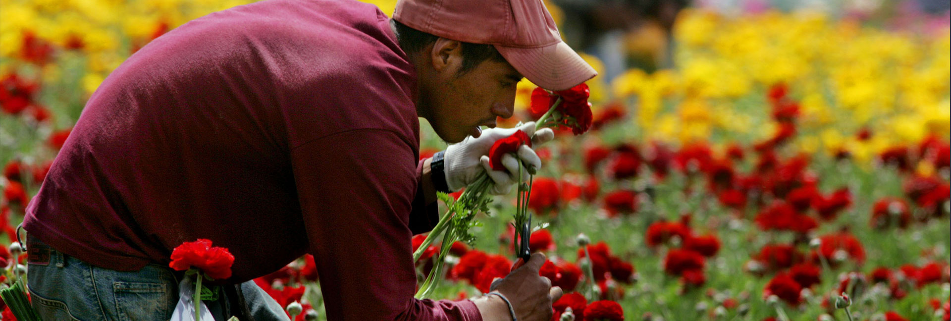 ¿Salud en mi idioma?